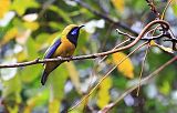 Orange-bellied Leafbirdborder=